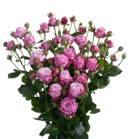 Spray Rose Lady Bombastic Per Stem