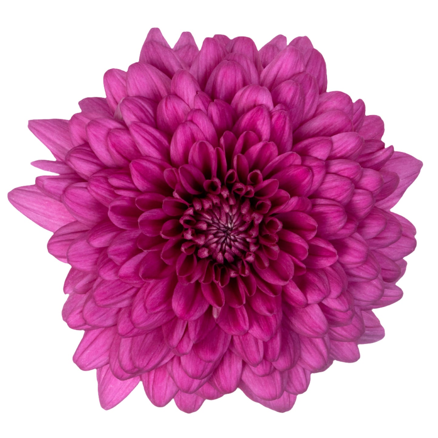 Chrysanthemum Purple Per Stem