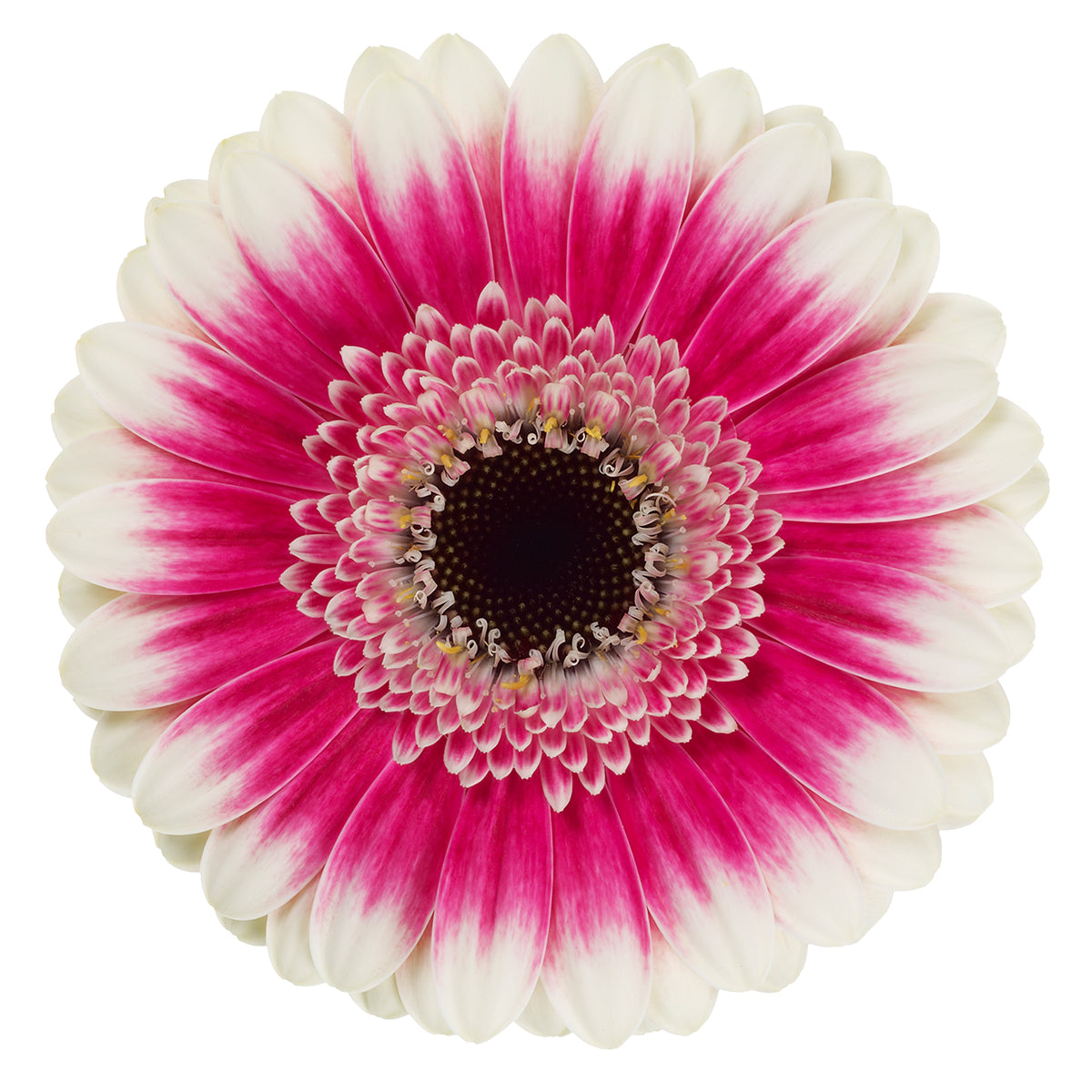 Gerbera Mini Lucia Per Stem