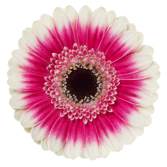 Gerbera Mini Lucia Per Stem