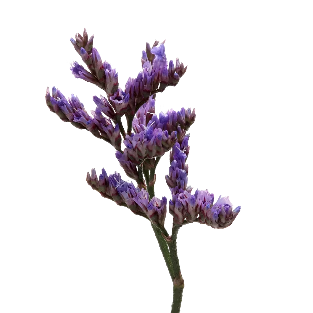 Limonium Lilac