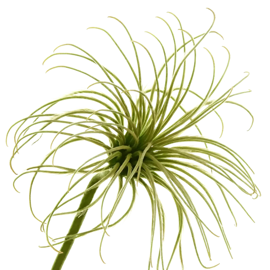 Clematis Amazing Kibo Per Stem