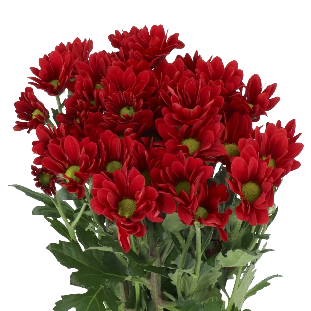 Chrysanthemum Sprays Red Per Stem