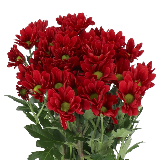 Chrysanthemum Sprays Red Per Stem
