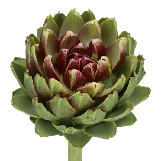 Cynara Green Globe Per Stem