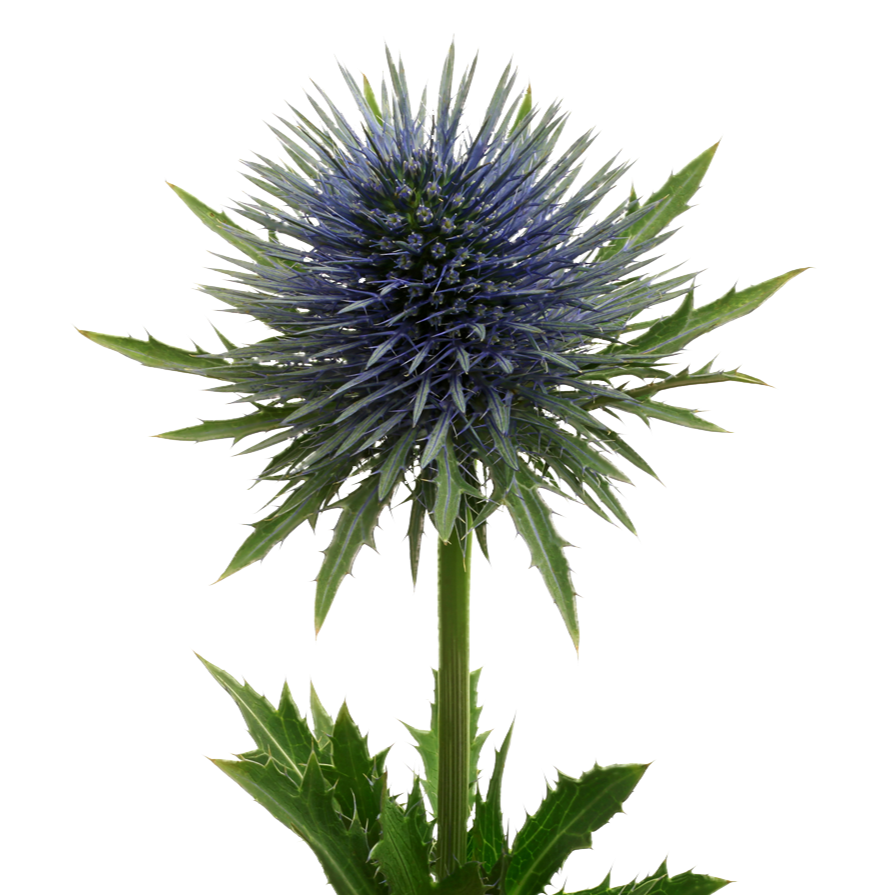 Eryngium Per Stem