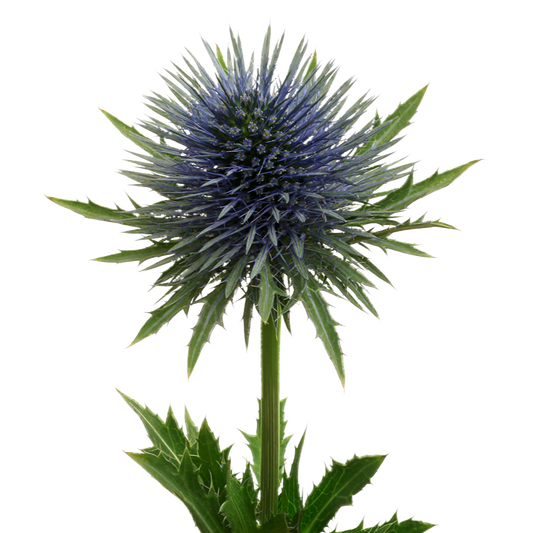 Eryngium Per Stem