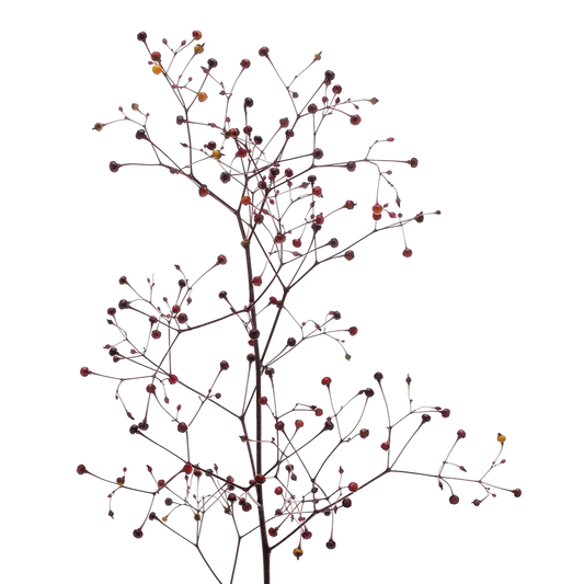 Talinum Long John Per Stem