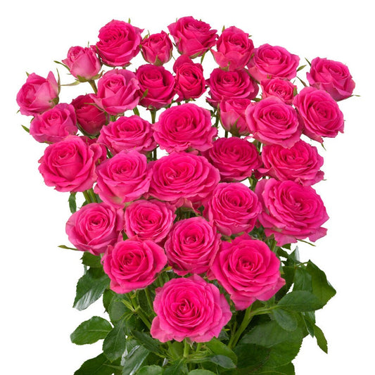 Spray Rose Fuchsia Per Stem