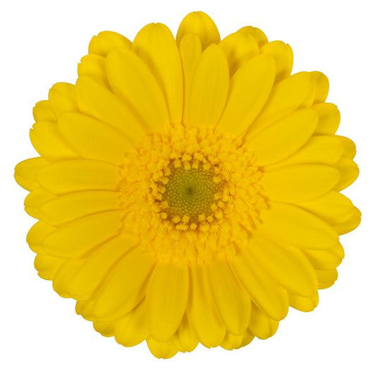 Gerbera Mini Moreno