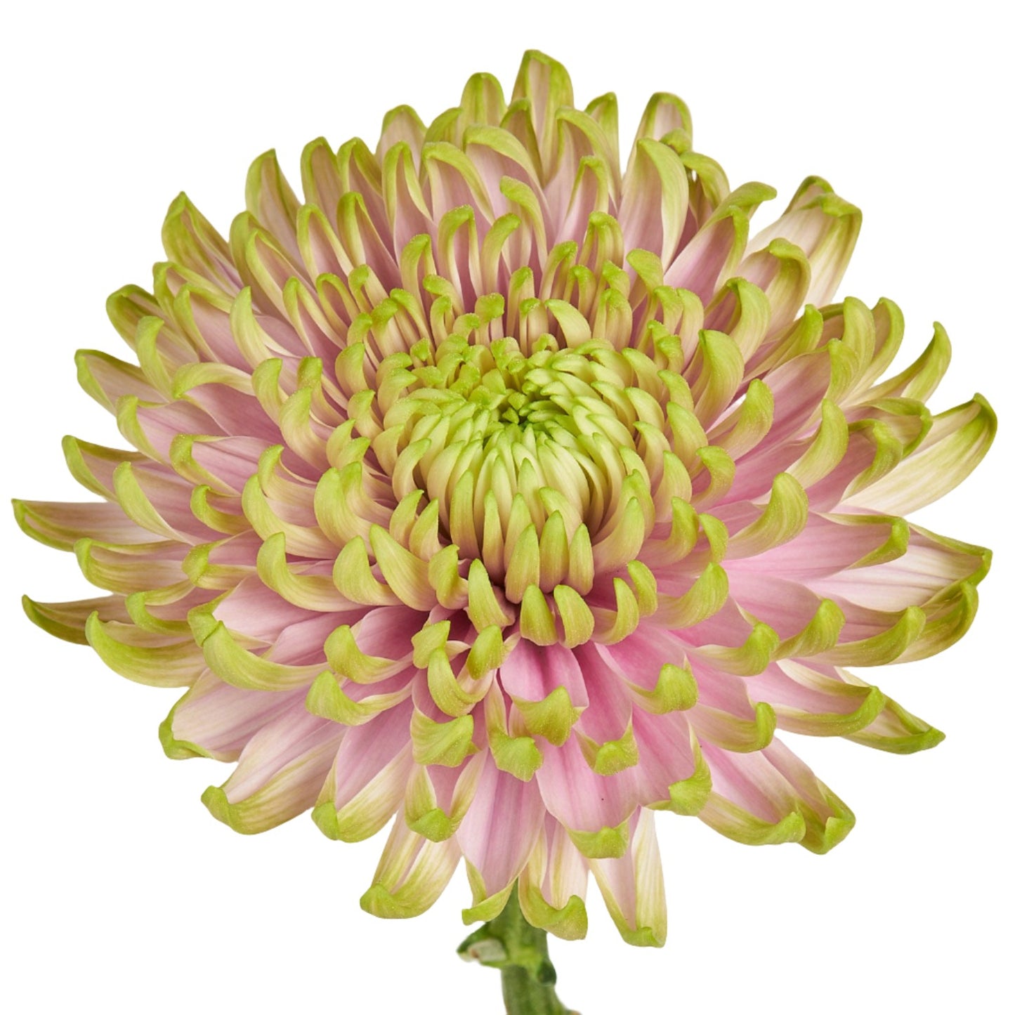 Chrysanthemum Charlotte