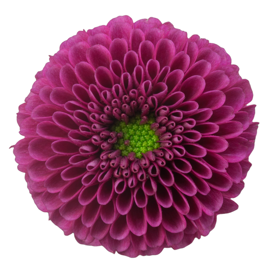 Chrysanthemum Santini Doria Purple Per Stem