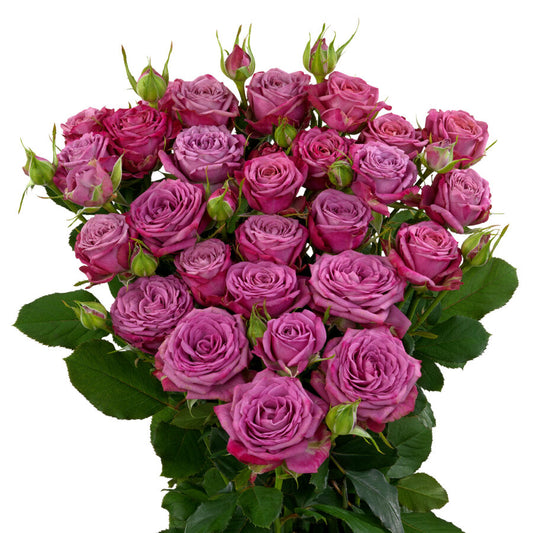 Spray Rose Purple Per Stem