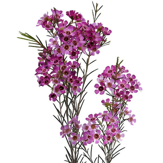 Geraldton Wax Purple Per Stem