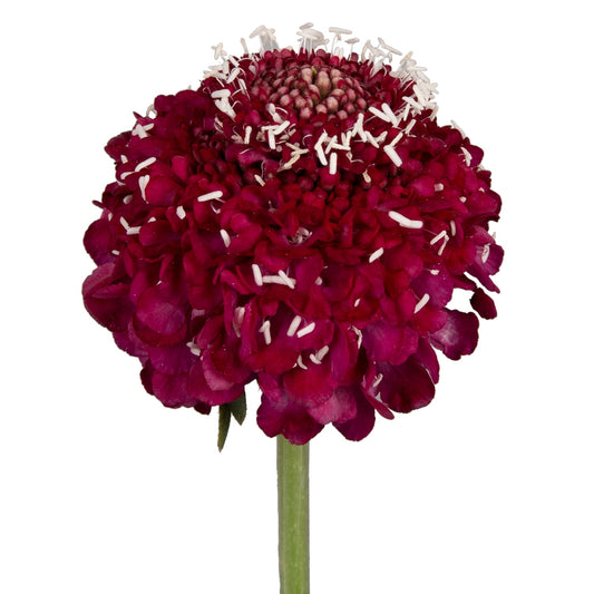 Scabiosa Red Per Stem