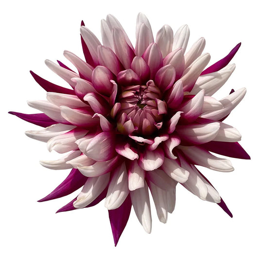 Dahlia Rebecca'S World Per Stem