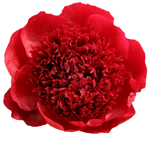 Peony Fuchsia Per Stem