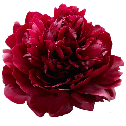 Peony Red Per Stem