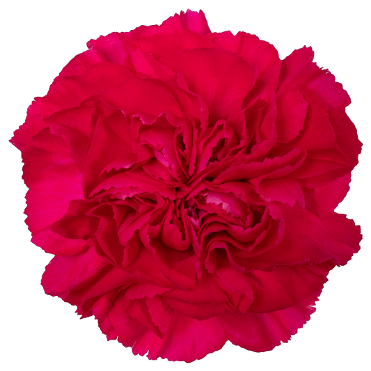 Carnation Fuchsia