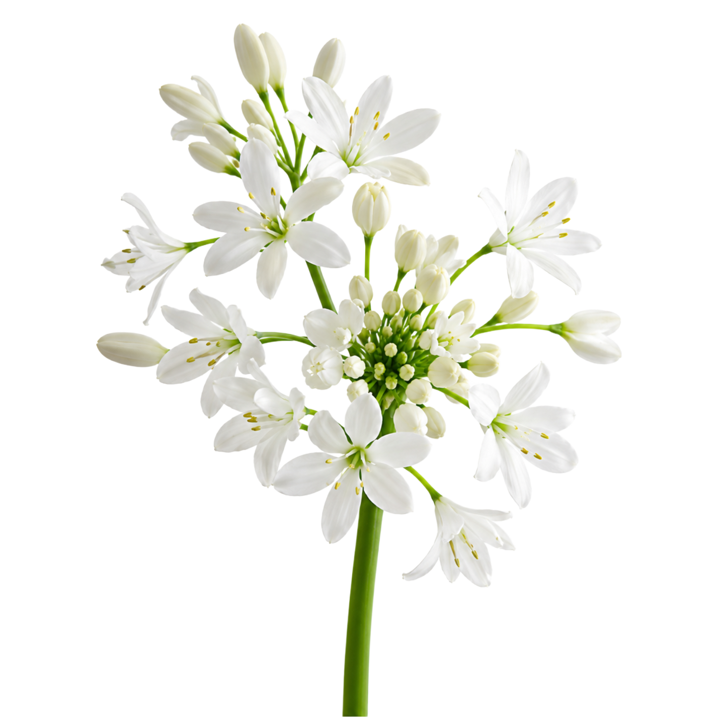 Allium White Per Stem