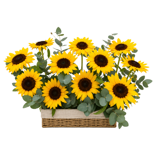 Sunshine Fields