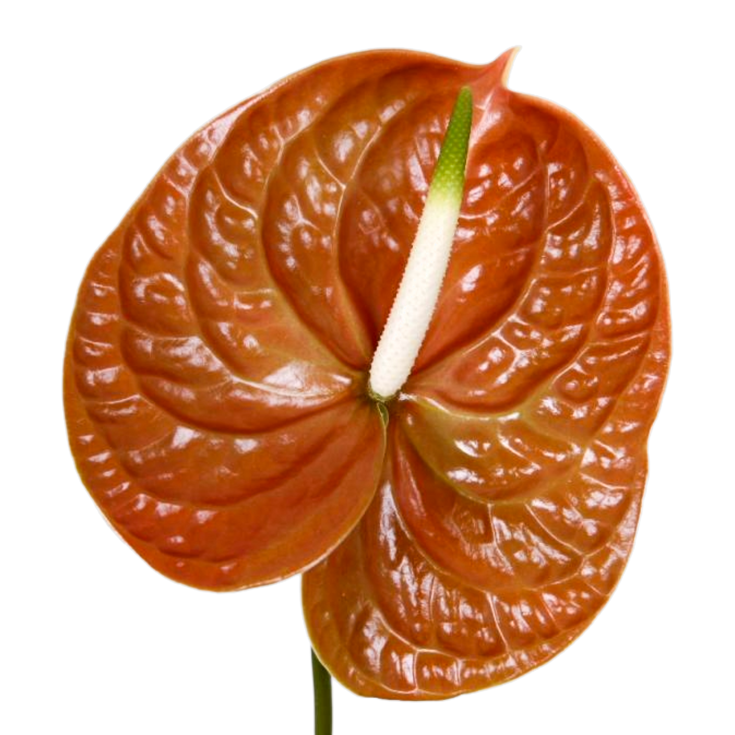 Anthurium Terrasol Per Stem