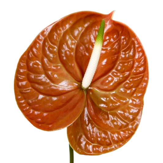 Anthurium Terrasol Per Stem