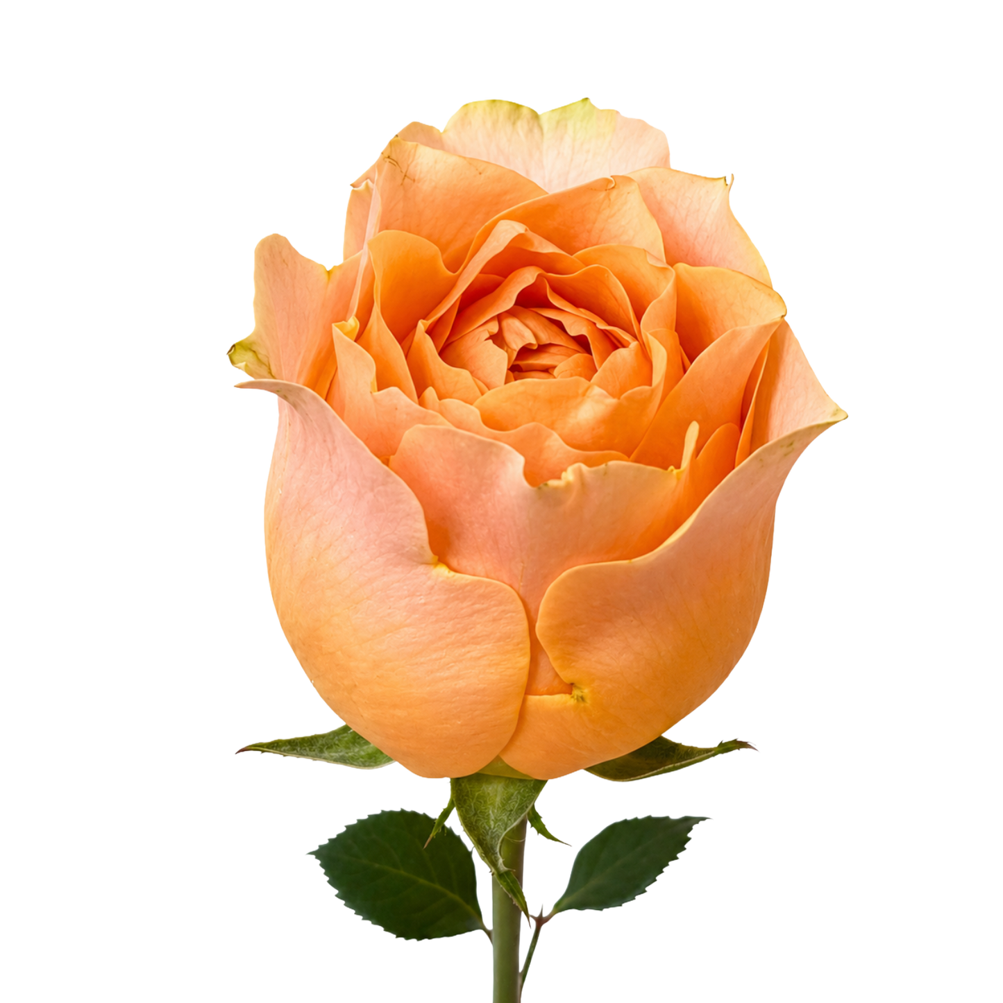 Garden Rose Gravity Per Stem
