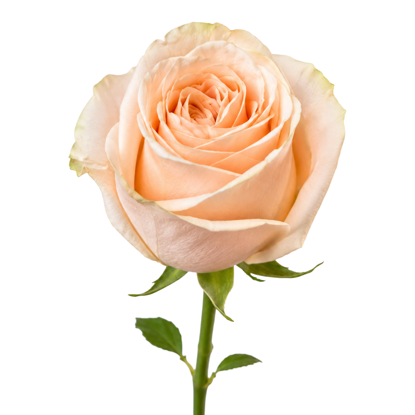Garden Rose Wedding Per Stem