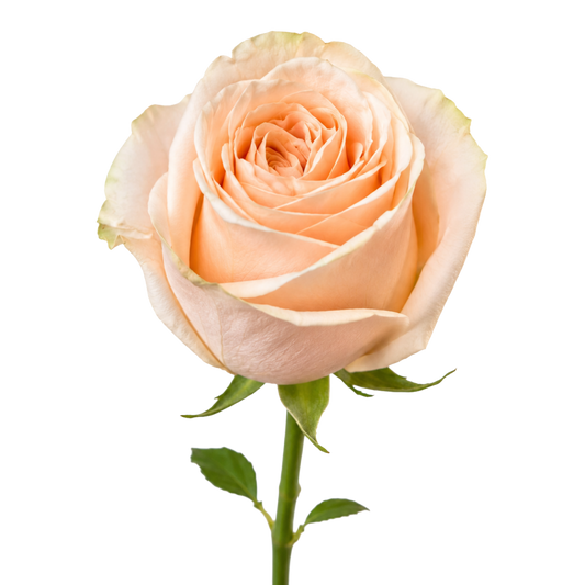 Garden Rose Wedding Per Stem