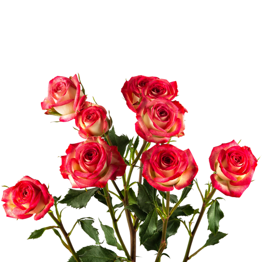 Spray Rose Summer Dance Per Stem