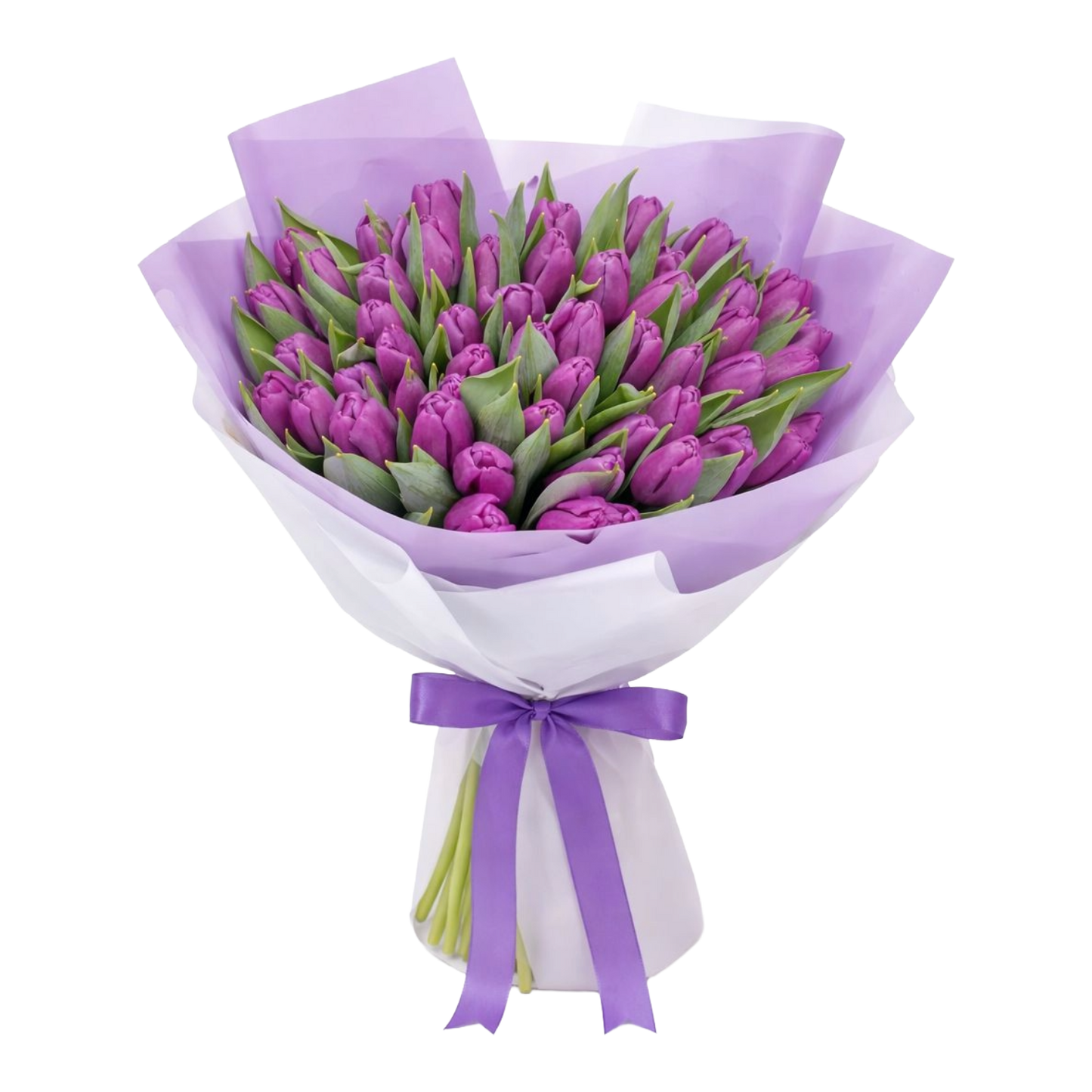 51 Purple Tulips