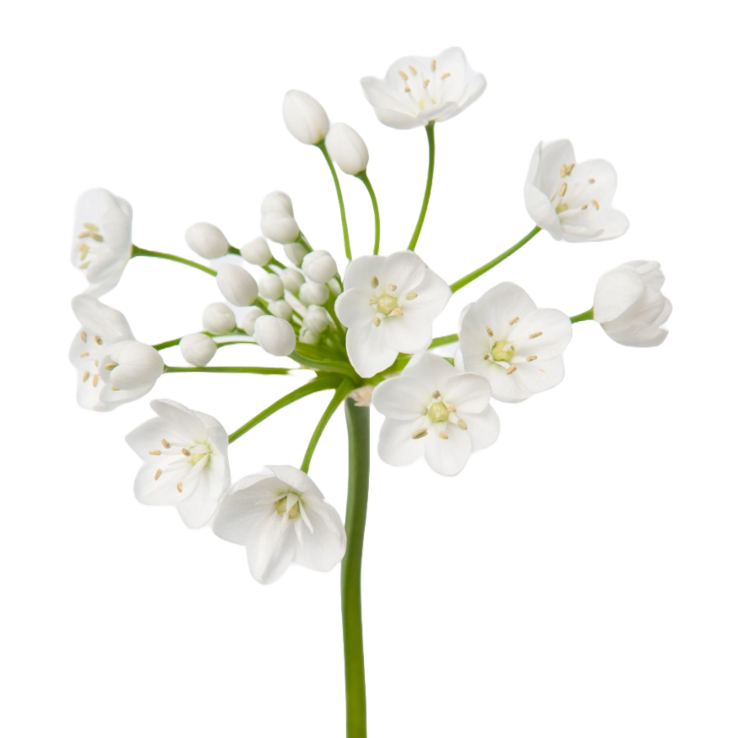 Allium Flocon Per Stem