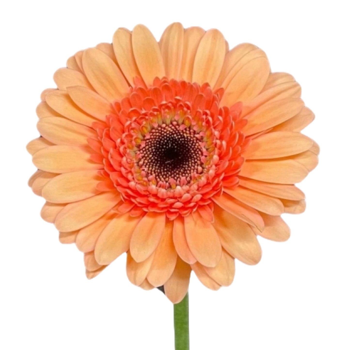 Gerbera Mini Cookie 'N Cream Per Stem