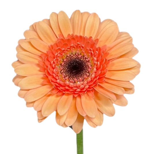 Gerbera Mini Cookie 'N Cream Per Stem