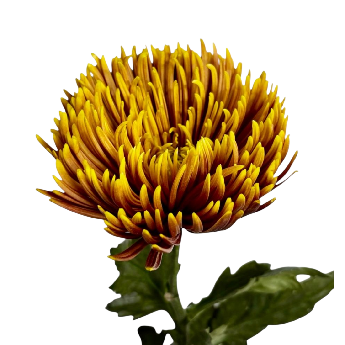 Chrysanthemum Delistar Caramel Per Stem