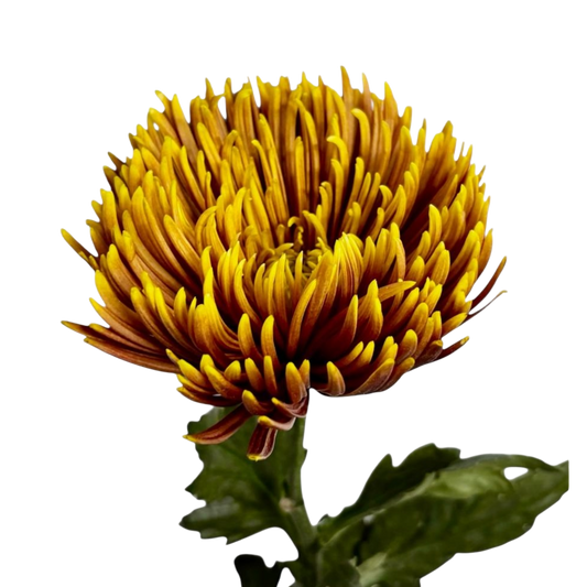 Chrysanthemum Delistar Caramel Per Stem