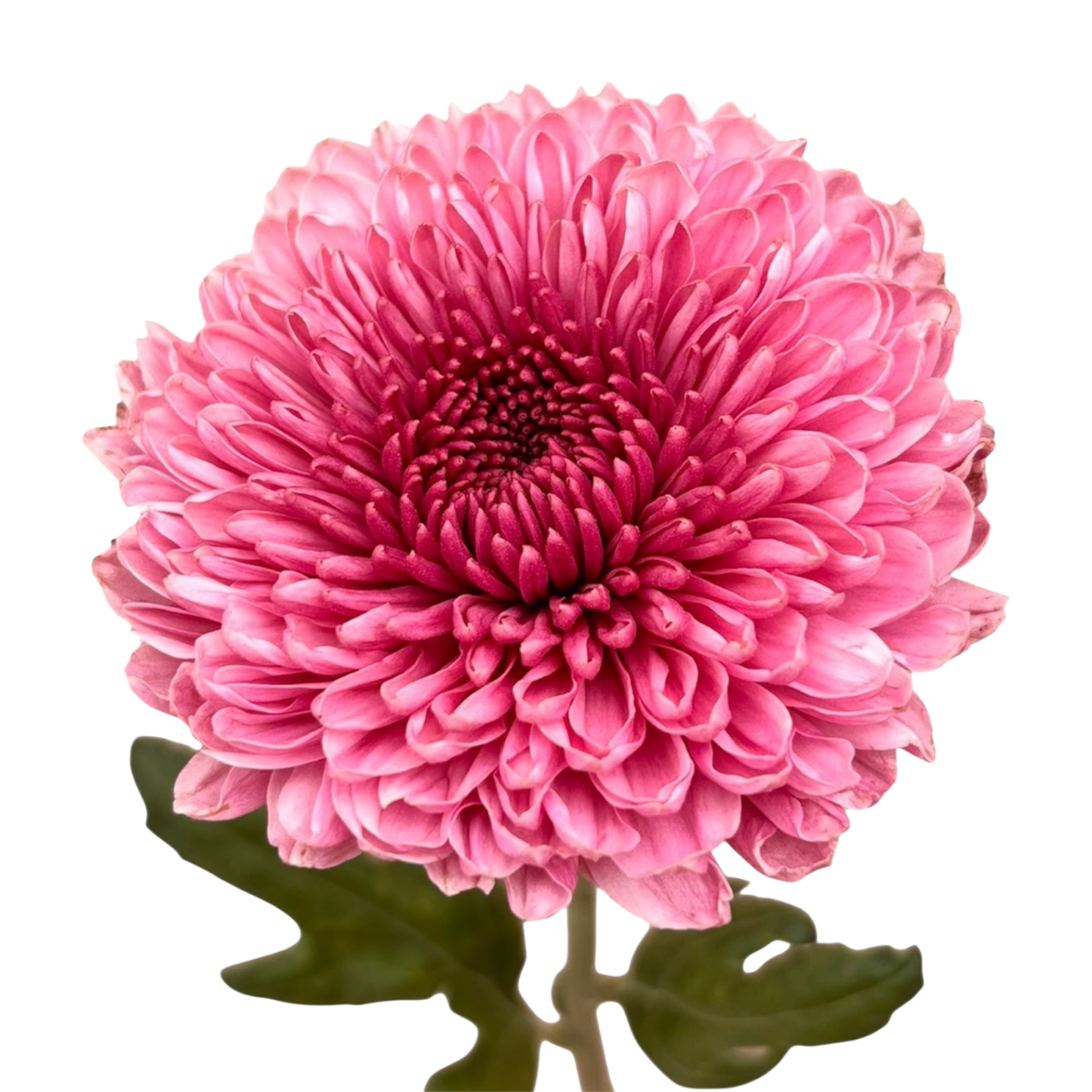 Chrysanthemum Deco Big Head Pink