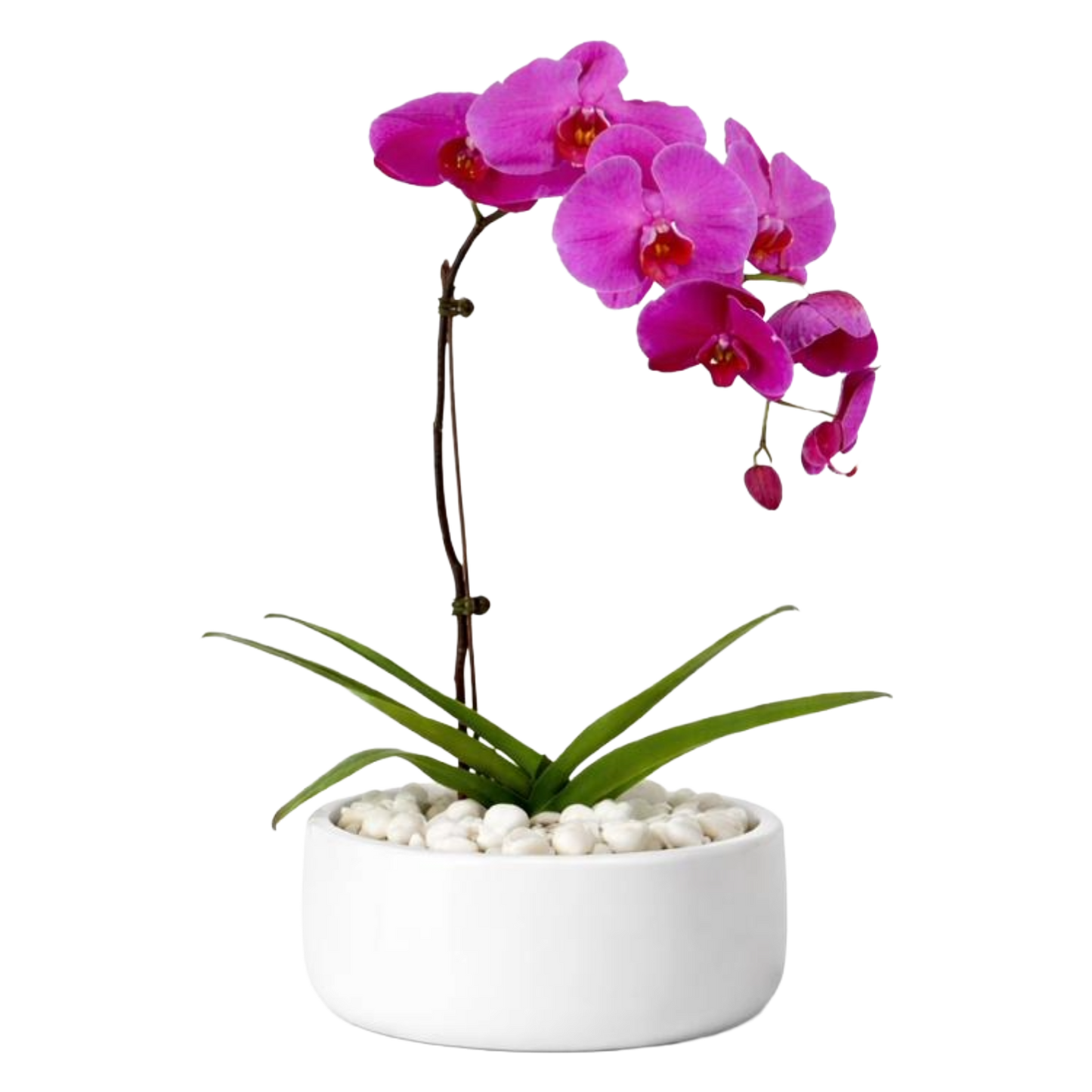 Phalaenopsis Plant in Ceramic