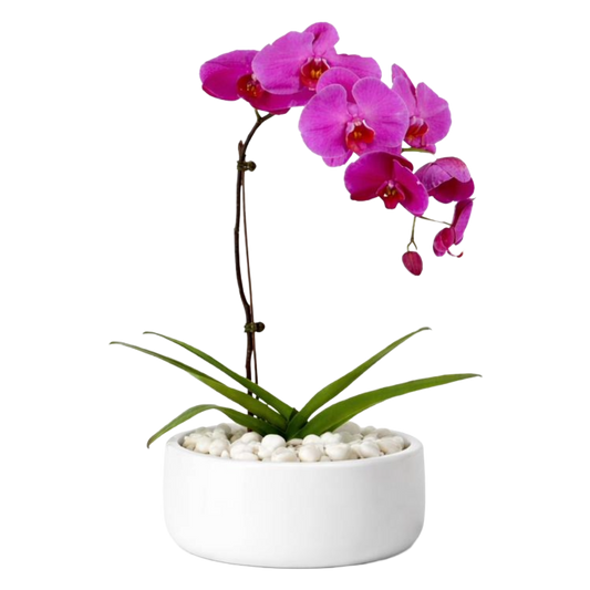 Phalaenopsis Plant in Ceramic