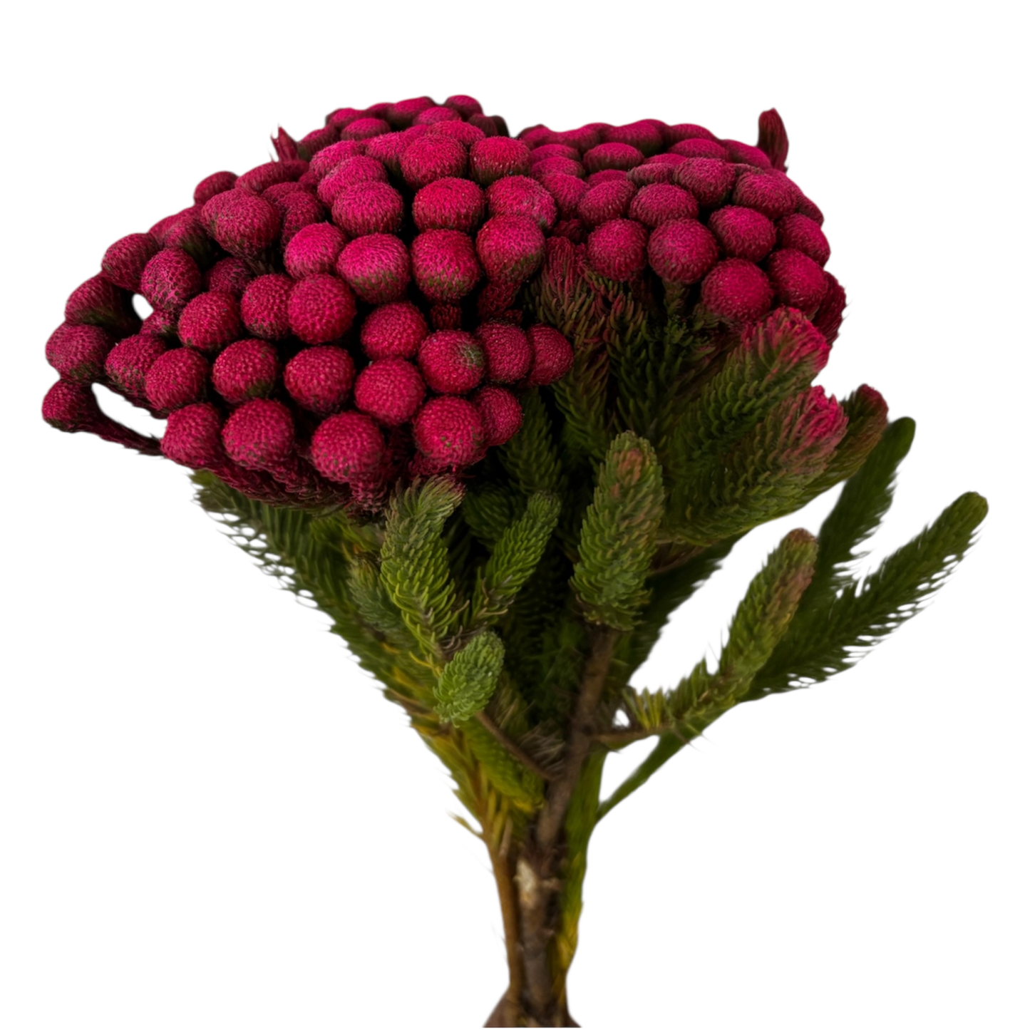 Albiflora Painted Pink Per Stem