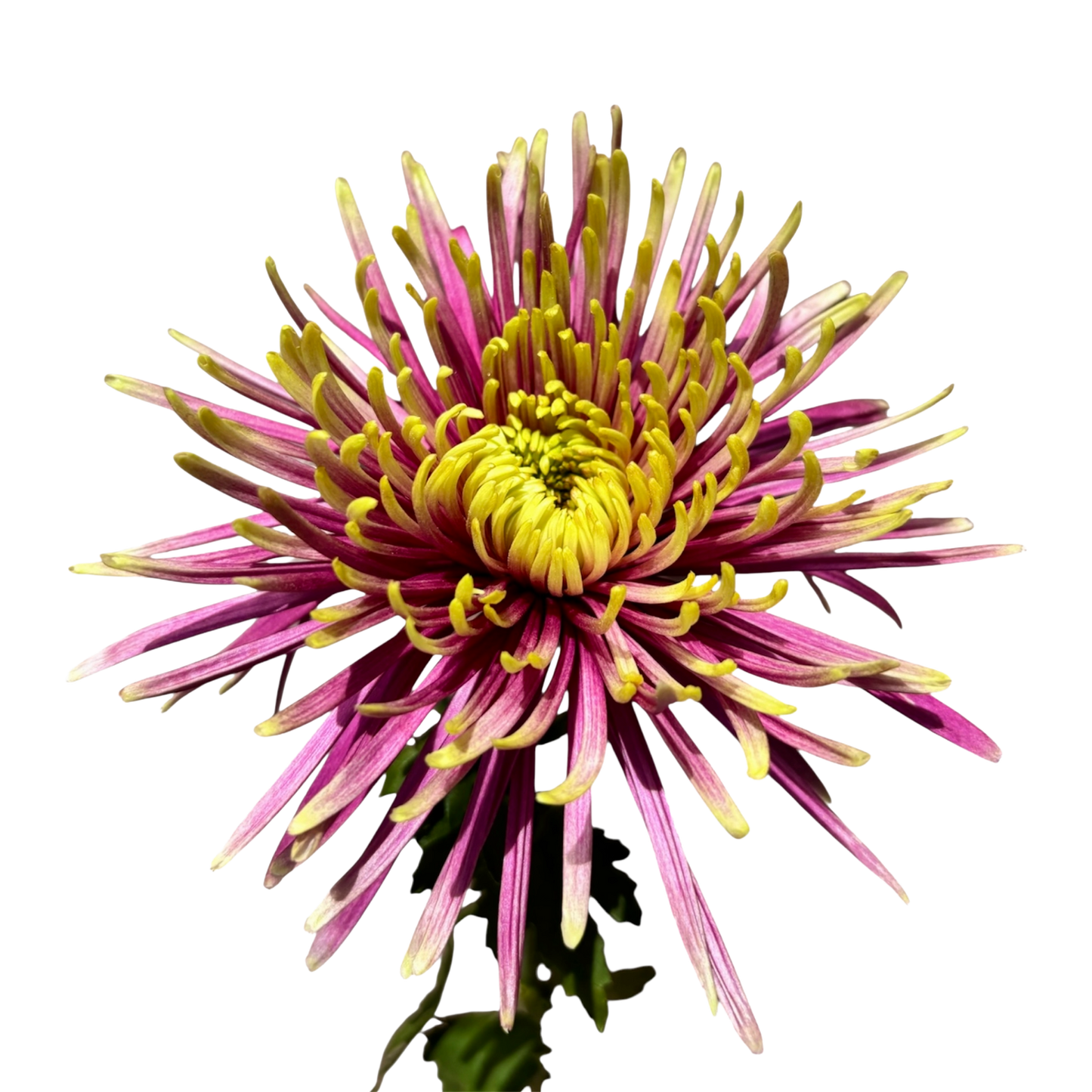 Chrysanthemum Delister Purple Per Stem