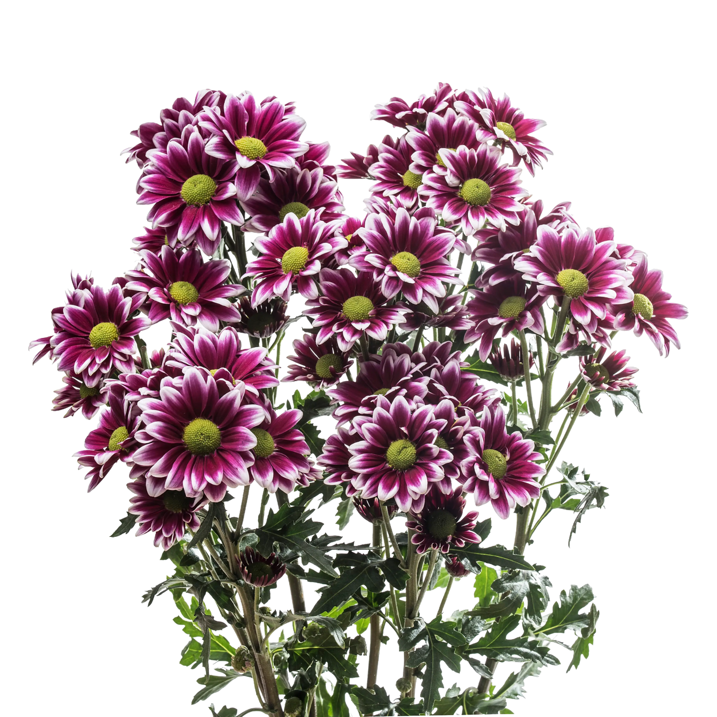 Chrysanthemum Daisy Purple Per Stem