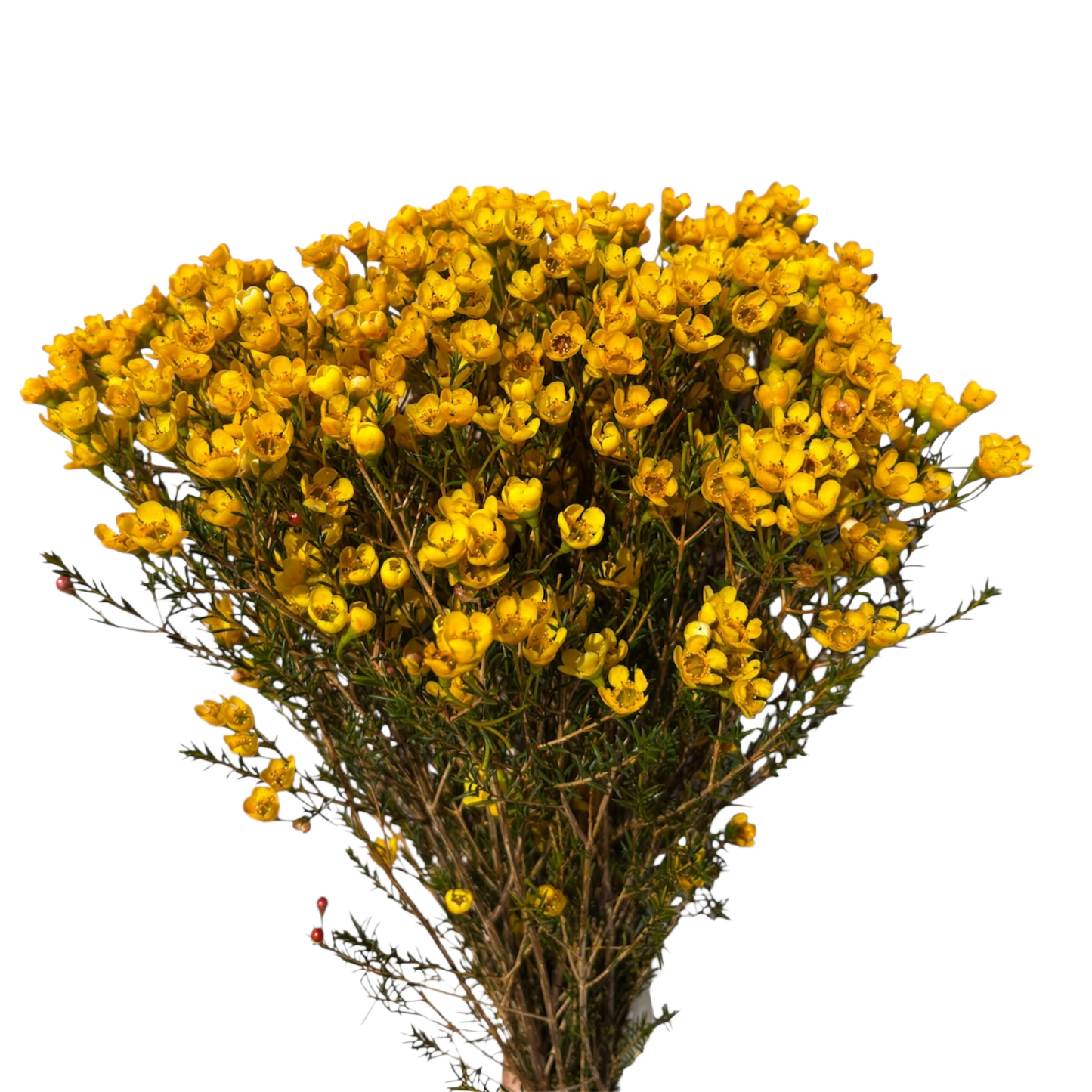 Geraldton Wax Yellow Per Stem
