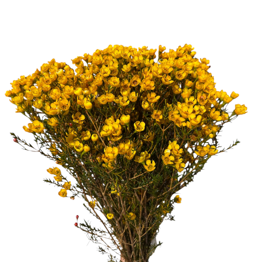 Geraldton Wax Yellow Per Stem