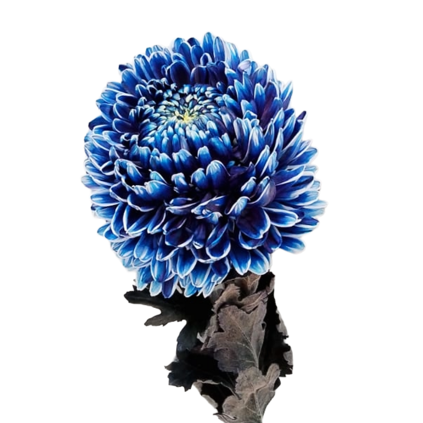 Chrysanthemum Malaysia Ocean Blue Per Stem