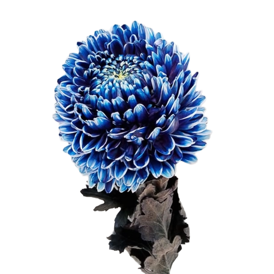 Chrysanthemum Malaysia Ocean Blue Per Stem