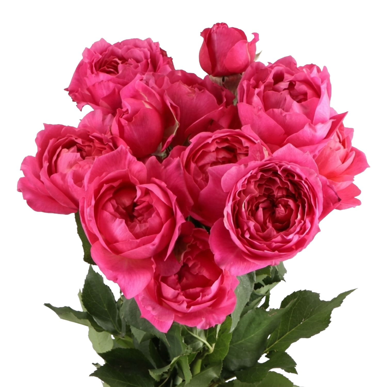 Spray Rose Julietta Cerise Per Stem – Reemflora