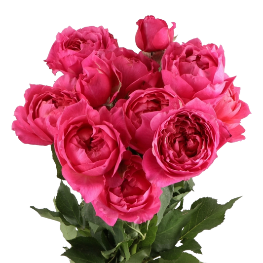 Spray Rose Julietta Cerise Per Stem