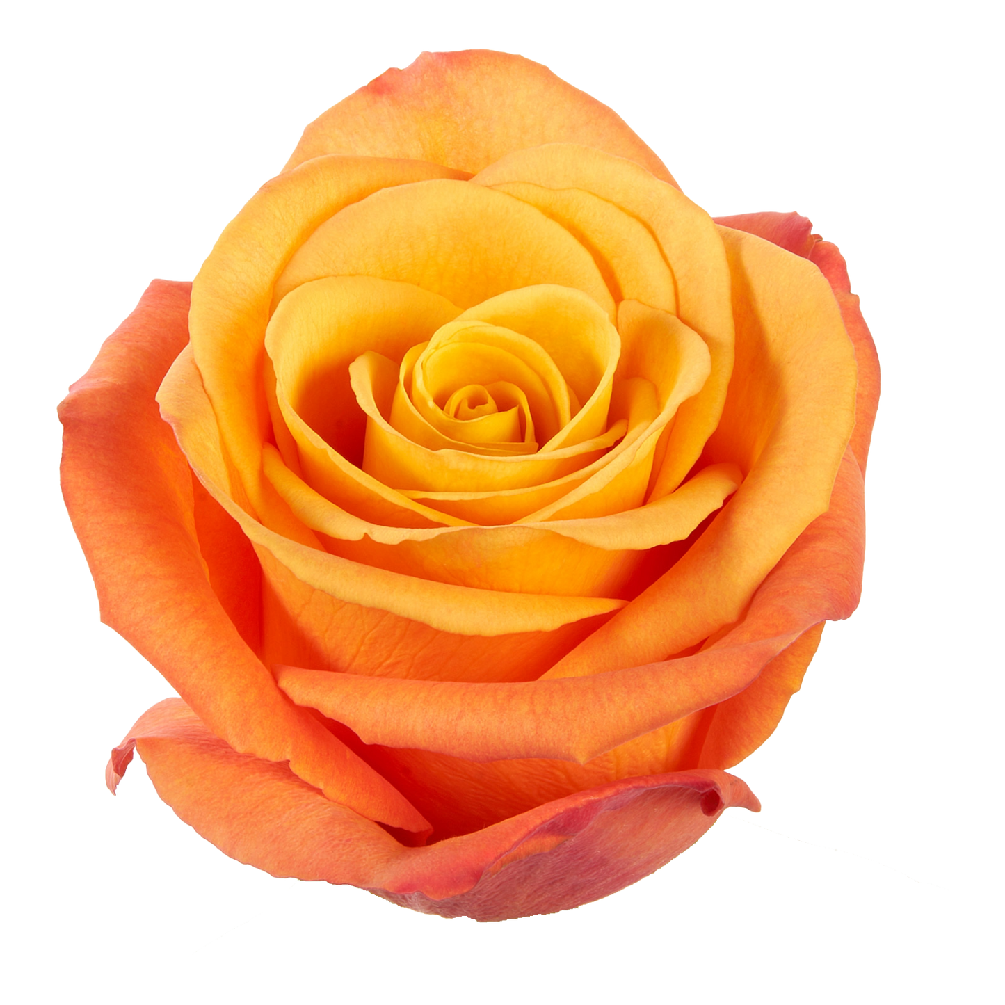 Rose Sunny Confidential Per Stem